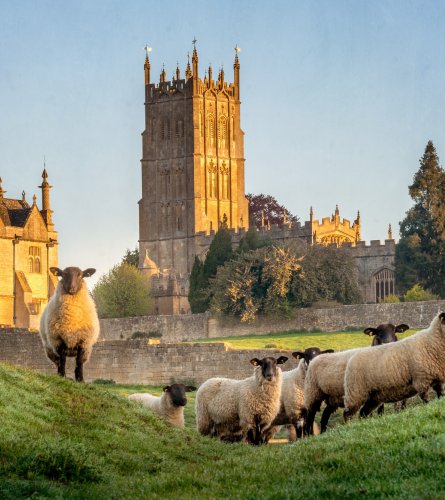 Schafe in den Cotswolds